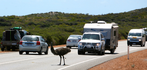 emu1.jpg