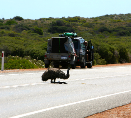 emu2.jpg