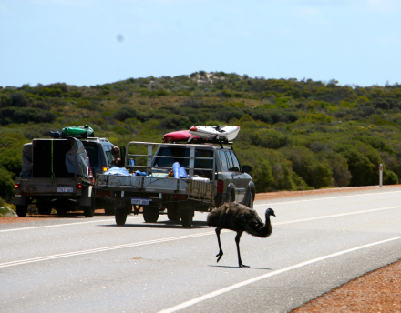 emu3.jpg