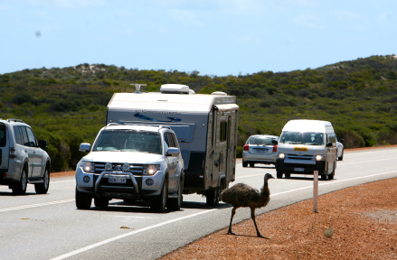 emu4.jpg