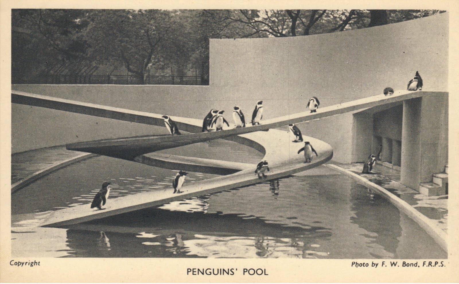 F-Penguins' pool.jpg