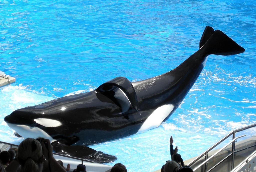 tilikum_orca.jpg