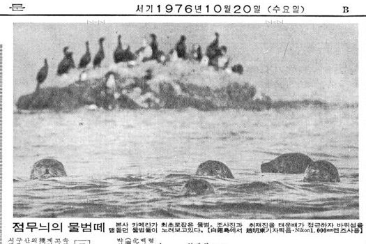 백령도물범최초발견01.JPG