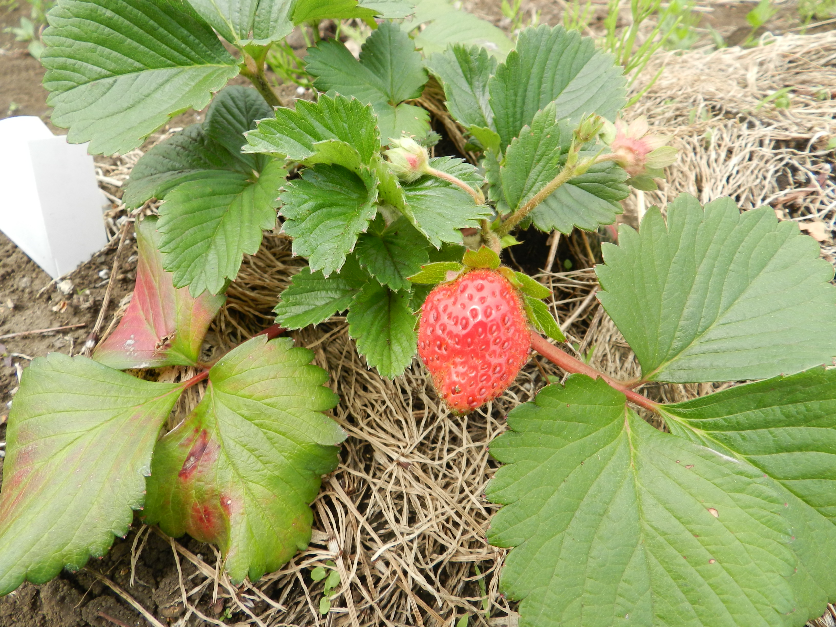 DSCN4923.JPG DSCN4923.JPG