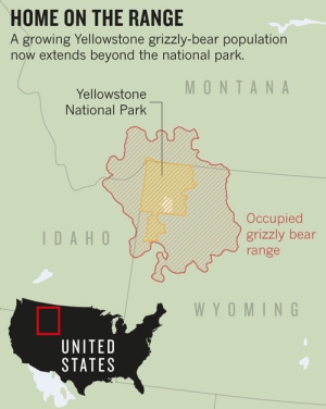 Bears.jpg