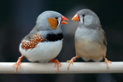 zebra-finch-18721.jpg