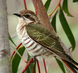 250px-Horsfield's_Bronze-Cuckoo_Capertee.jpg