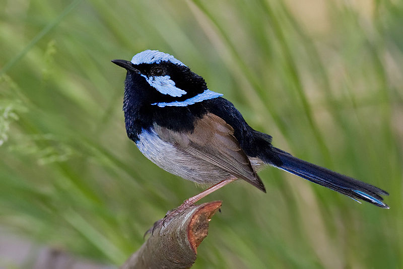 800px-Male_superb_fairy_wren.jpg