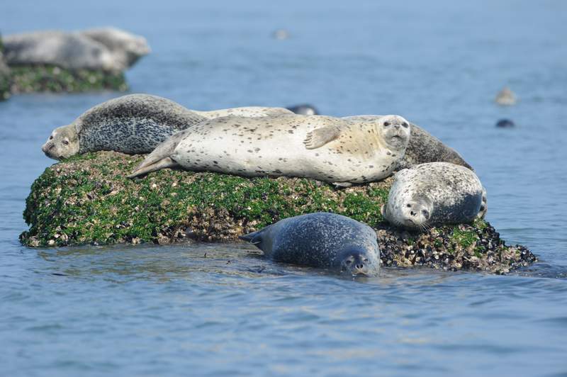 spottedseal001.JPG