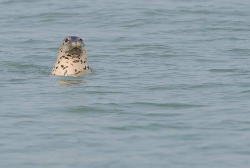spottedseal01.JPG