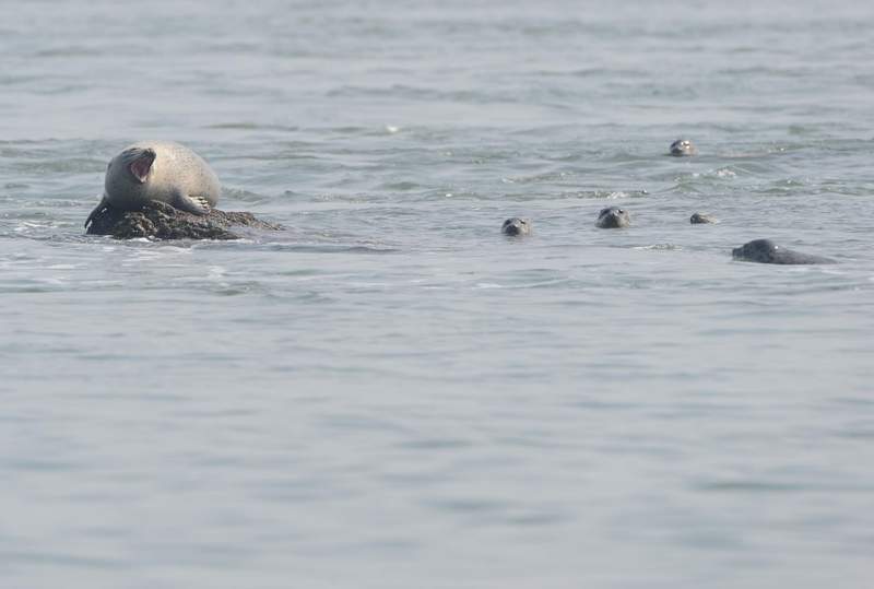 spottedseal02.JPG