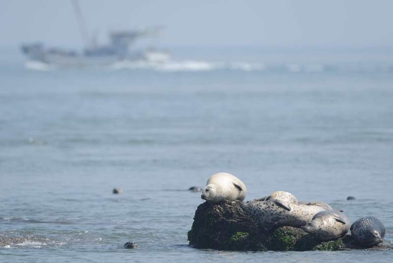 spottedseal03.JPG