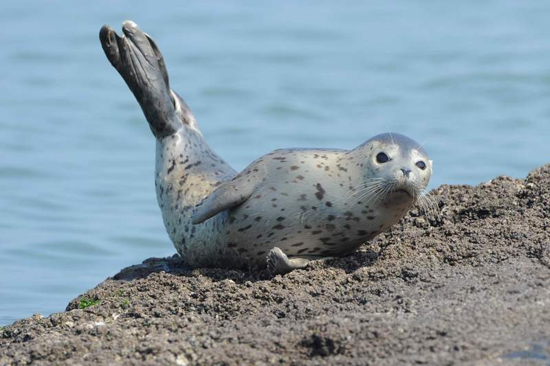 spottedseal04.JPG