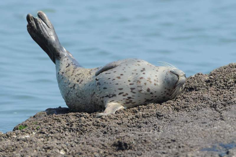 spottedseal05.JPG