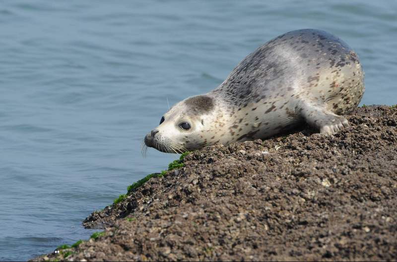 spottedseal07.JPG
