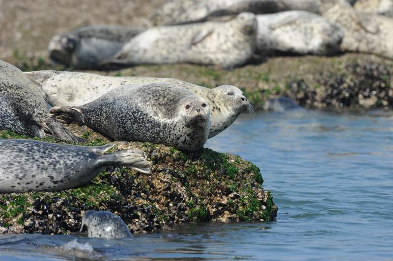 spottedseal09.JPG