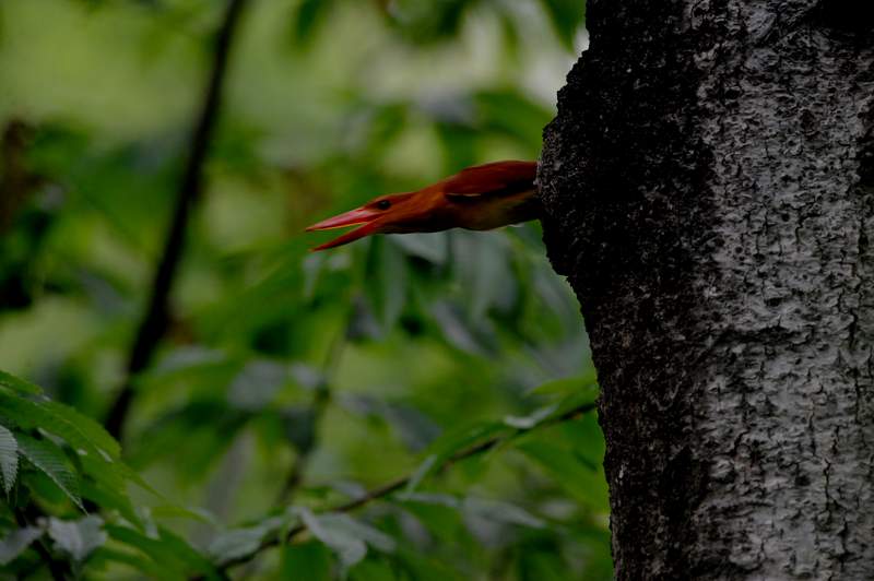 kingfisher19.JPG